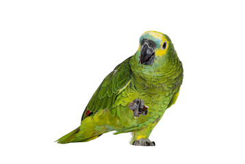 Blue or turquoise fronted Amazone parrot aka Amazona aestiva, sitting facing front. Nut in one paw....