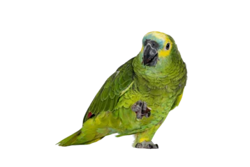 Fotobehang Blue or turquoise fronted Amazone parrot aka Amazona aestiva, sitting facing front. Nut in one paw. Looking with one eye to the camera. Isolated cutout on a transparent background. © Nynke
