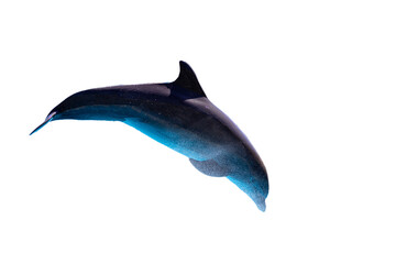 Dolphin jumping with isolated and transparent background