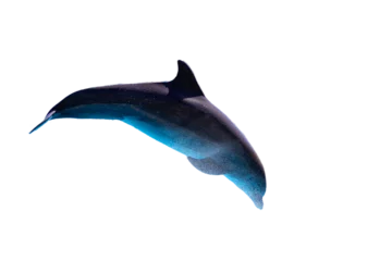 Fototapeten Dolphin jumping with isolated and transparent background © João Macedo