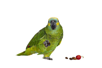 Blue or turquoise fronted Amazone parrot aka Amazona aestiva, sitting facing front. Nut in one paw and other food on the ground. Showing both eyes to camera. Isolated cutout on a transparent backgroun