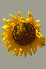 sunflower on isolated and transparent background
