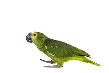 Fototapeta premium Blue or turquoise fronted Amazone parrot aka Amazona aestiva, walking side ways. Looking to the side showing profile. Isolated cutout on a transparent background.