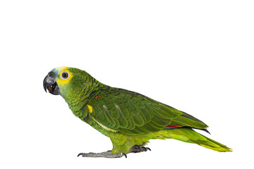 Blue or turquoise fronted Amazone parrot aka Amazona aestiva, sitting side ways. Looking to the side showing profile. Isolated cutout on a transparent background.