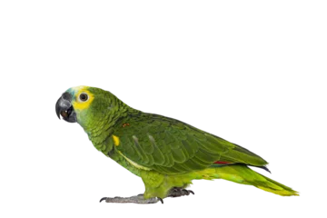 Rolgordijnen Blue or turquoise fronted Amazone parrot aka Amazona aestiva, sitting side ways. Looking to the side showing profile. Isolated cutout on a transparent background. © Nynke