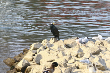 Komoran auf einem Felsen,  Phalacrocorax carbo