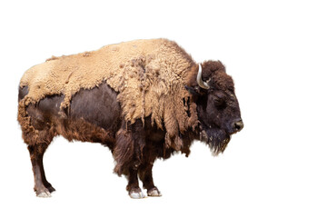 Bison standing with isolated and transparent background © João Macedo