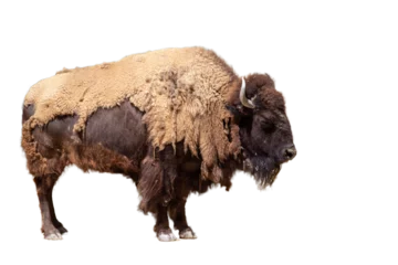 Fototapeten Bison standing with isolated and transparent background © João Macedo