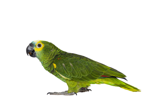 Blue or turquoise fronted Amazone parrot aka Amazona aestiva, sitting side ways. Looking to the side showing profile. Isolated cutout on a transparent background.