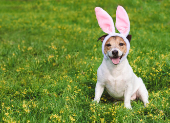 Dog wearing bunny ears as Easter rabbit sitting on spring grass and yellow flowers