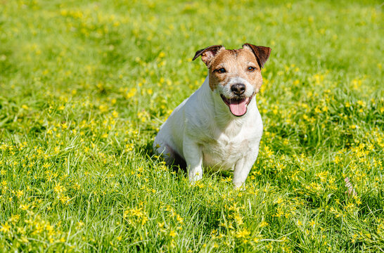 Hello spring concept with smiling dog sitting among early spring yellow flowers