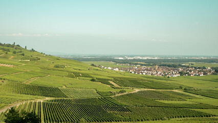 Fototapeta na wymiar Vineyard taking the sun in Alsace.Wine region in France.Breathtaking landscape with hills filled with vines in golden light. Nice view of the vineyard countryside. Alsatian vineyard.Vineyard row
