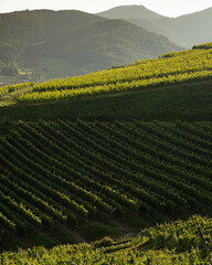 Vineyard taking the sun in Alsace.Wine region in France.Breathtaking landscape with hills filled with vines in golden light. Nice view of the vineyard countryside. Alsatian vineyard.Vineyard row