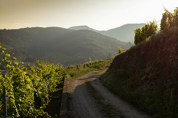 Vineyard taking the sun in Alsace.Wine region in France.Breathtaking landscape with hills filled with vines in golden light. Nice view of the vineyard countryside. Alsatian vineyard.Vineyard row