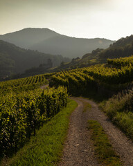 Vineyard taking the sun in Alsace.Wine region in France.Breathtaking landscape with hills filled with vines in golden light. Nice view of the vineyard countryside. Alsatian vineyard.Vineyard row
