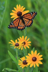viceroy butterfly (limenitis archippus) on black eye susans