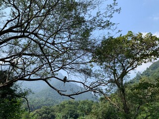 trees and sky