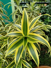 In Indonesia called Nyanyian dari India (Dracaena reflexa) is an ornamental plant of a type of suji plant