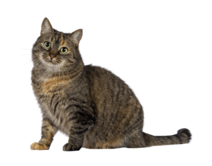 Sweet tortie house cat, sitting up side ways. Looking towards camera. Isolated cutout on a transparent background..