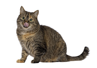 Sweet tortie house cat, sitting side ways, licking nose. Looking towards camera. Isolated cutout on a transparent background.