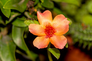 Eleven o'clock - Portulaca grandiflora