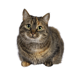 Sweet tortie house cat, laying down facing front. Looking towards camera. Isolated cutout on a transparent background.