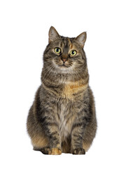 Sweet tortie house cat, sitting up facing front. Looking towards camera. Isolated cutout on a transparent background.