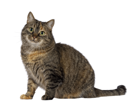 Sweet tortie house cat, sitting up side ways. Looking towards camera. Isolated cutout on a transparent background..