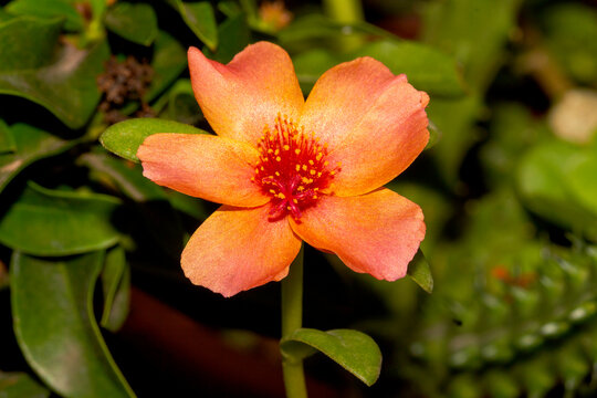 Eleven O'clock - Portulaca Grandiflora