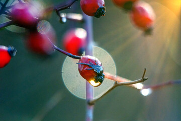 twigs of rose hips with waterdrops after the rain on blurred background