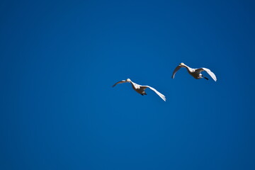 最後のひと踏ん張り