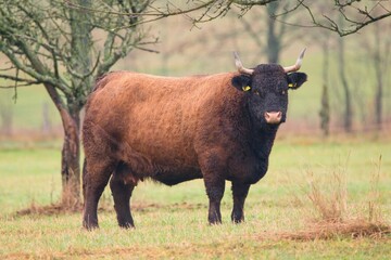 Adult large cow close up - Salers cattle in the pasture