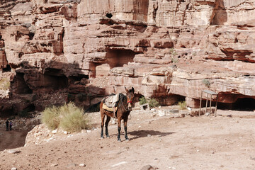 Donkeys in front of stone tombs carved into the mountain in the ancient city of Petra in Jordan