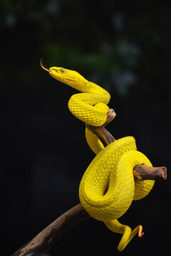 Yellow Insularis Snake