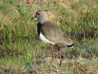 Adrift bird 