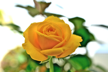 yellow rose with green stem isolated, macro