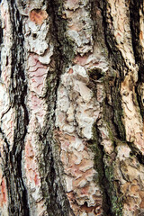 Tree trunk background. Texture of tree bark, close up. Selective focus.
