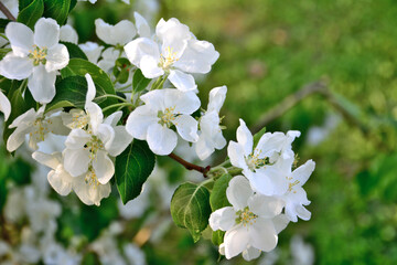 branch of blooming apple tree with white flowers isolated, macro
