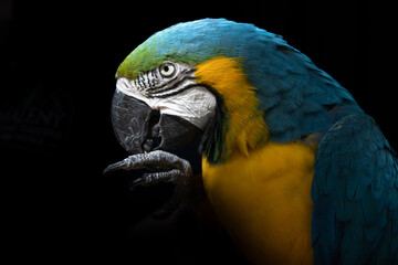 a portrait of a blue and yellow macaw ara © Yingchuan