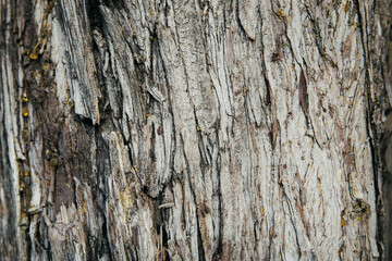 Tree trunk background. Texture of tree bark, close up. Selective focus.