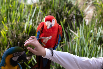 parrot on the palm
