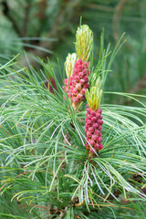 Scotch pine, Scots pine (Pinus sylvestris), branch with male inflorescence.