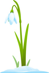 Single snowdrop in snow isolated illustration, first spring flowers