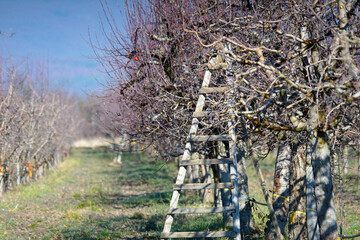 Apple pruning. ladder and apple trees on a sunny winter day - 558915387