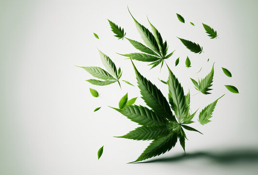 Cannabis marijuana leaves falling on a white background. Generative ai