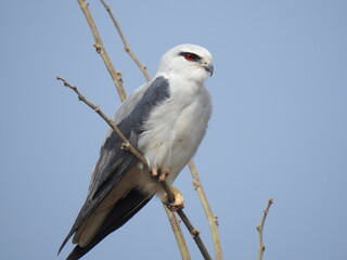 black-shoulderd kite