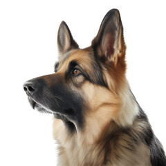 German shepherd dog isolated, generative ai , PNG