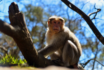 Monkey on the tree
