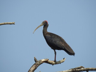 red-napped ibis