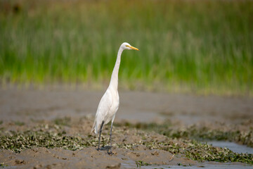 Great egret